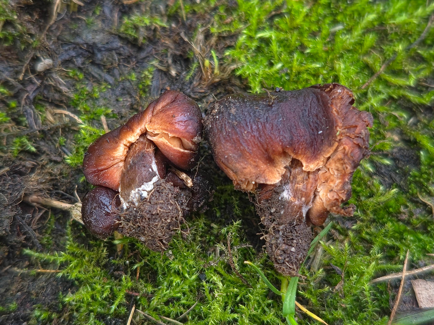 Photo © Jesper Launder Descolea tenuipes by Jesper Launder
